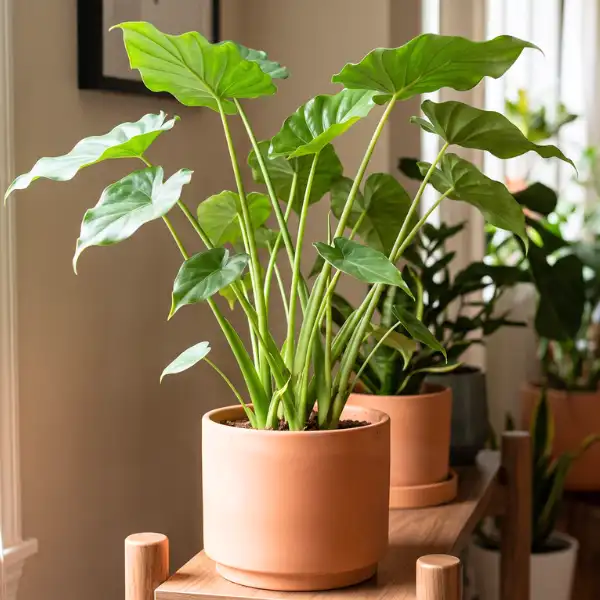 Alocasia cucullata