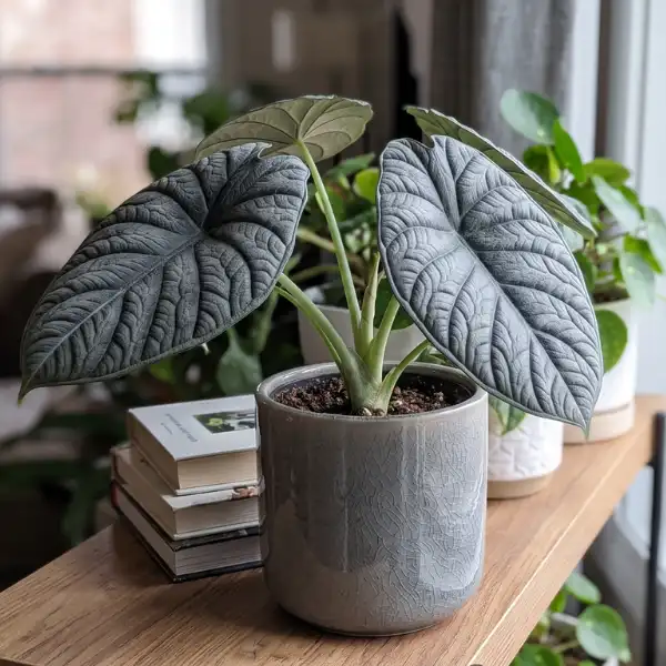 Alocasia lauterbachiana (Purple Sword)