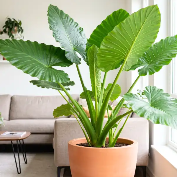 Alocasia macrorrhiza (Giant taro)