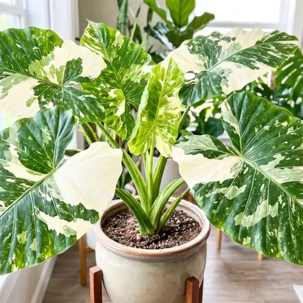 Alocasia macrorrhiza 'Variegata'