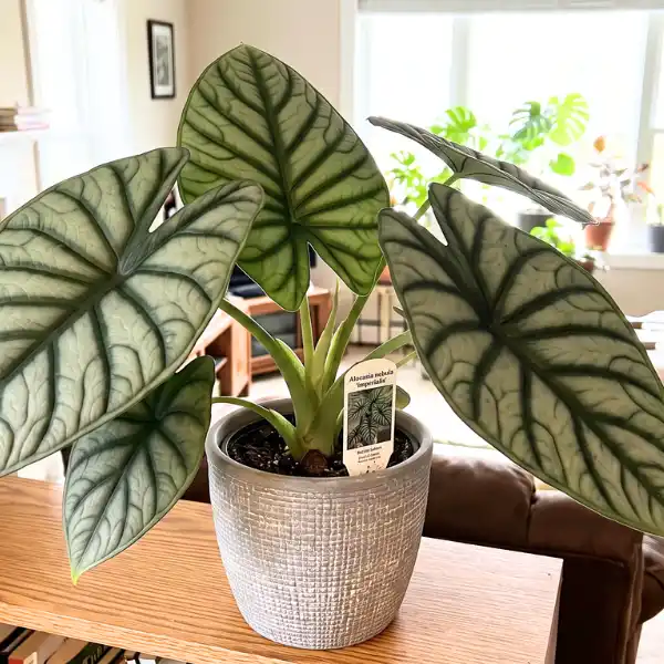 Alocasia nebula 'Imperialis'