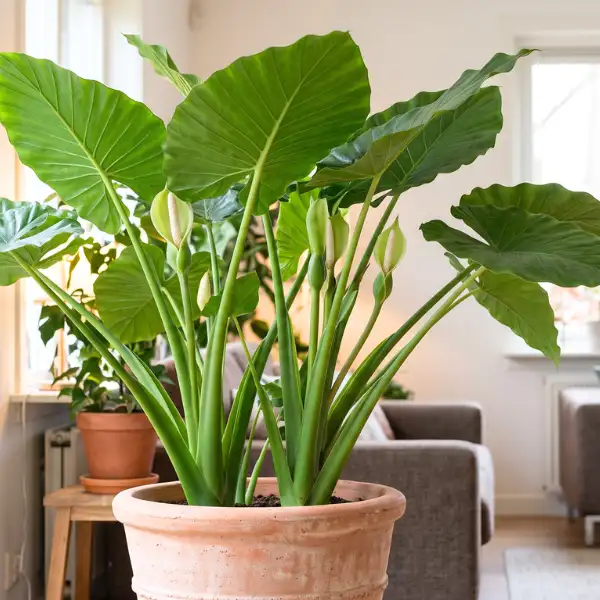 Alocasia odora (Night-scented lily)