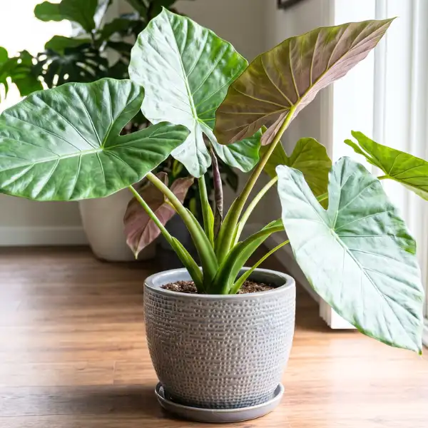 Alocasia wentii (Hardy elephant ear)
