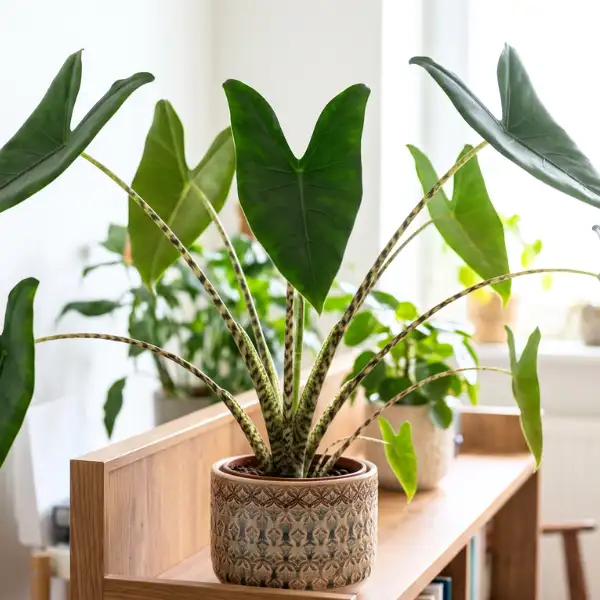 Alocasia zebrina (Zebra plant)