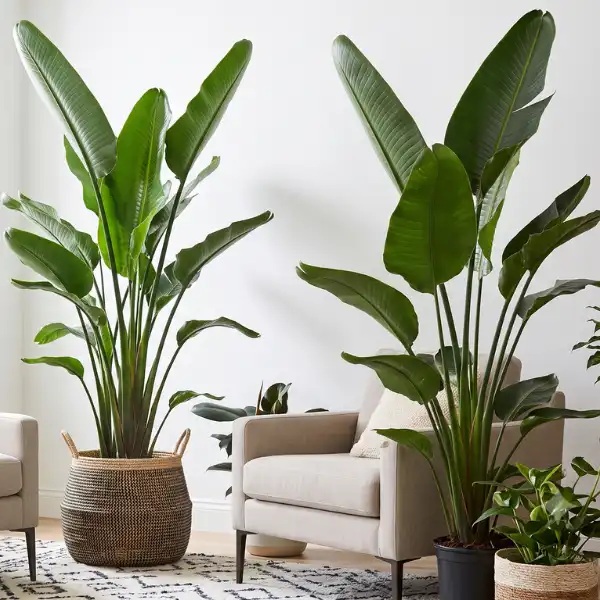 Bird of paradise (Strelitzia nicolai)