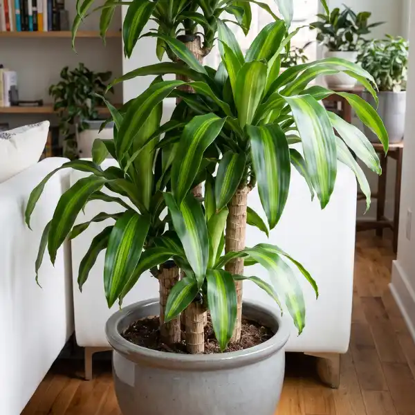 Corn plant (Dracaena fragrans)