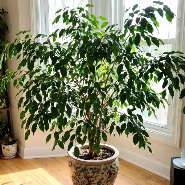 Weeping fig (Ficus benjamina)