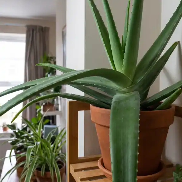 Aloe vera