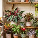 Best Colorful Indoor Plants