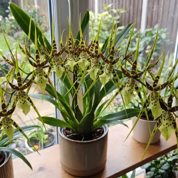 Brassia (Spider orchid)
