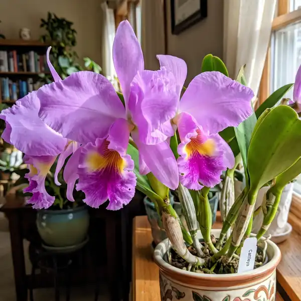Cattleya (Corsage orchid)