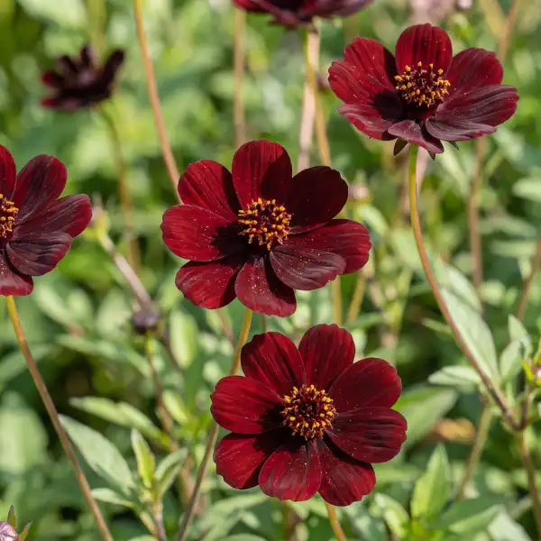 Chocolate cosmos (Cosmos atrosanguineus)