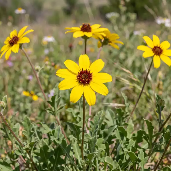 Chocolate daisy (Berlandiera lyrata)
