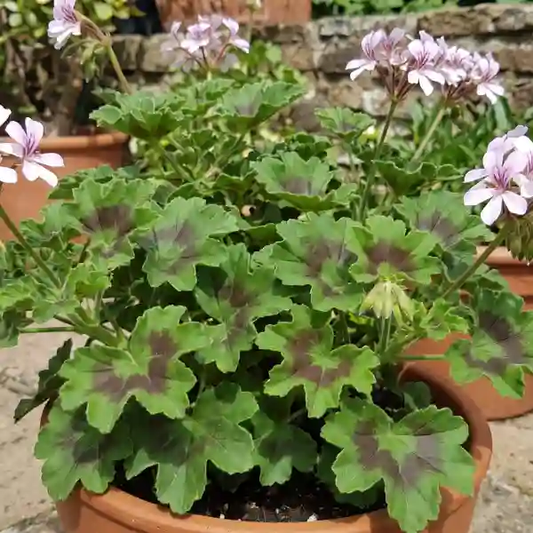 Chocolate geranium (Pelargonium 'Chocolate Mint')
