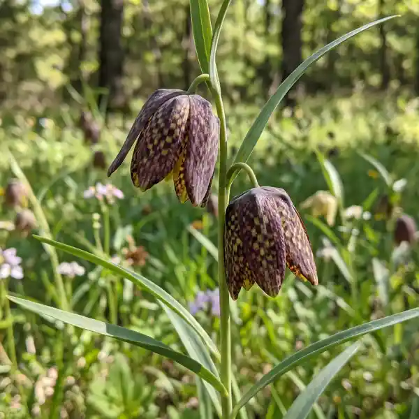 Chocolate lily (Fritillaria affinis)