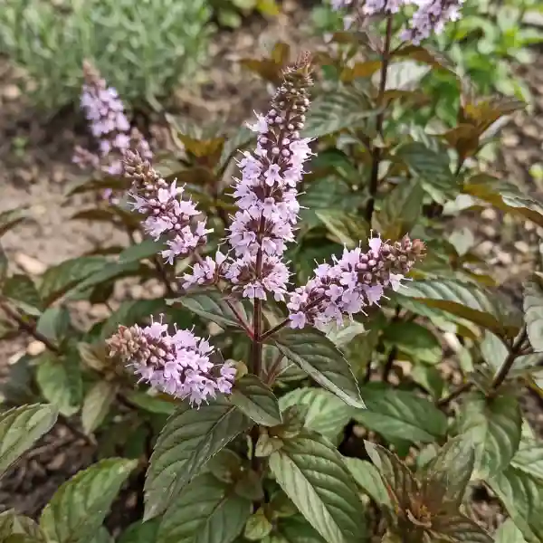 Chocolate mint (Mentha × piperita 'Chocolate')
