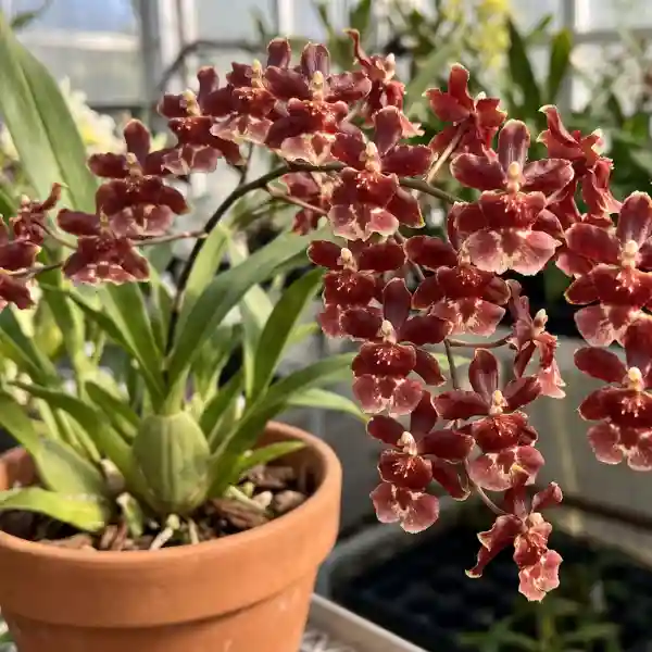 Chocolate orchid (Oncidium 'Sharry Baby')