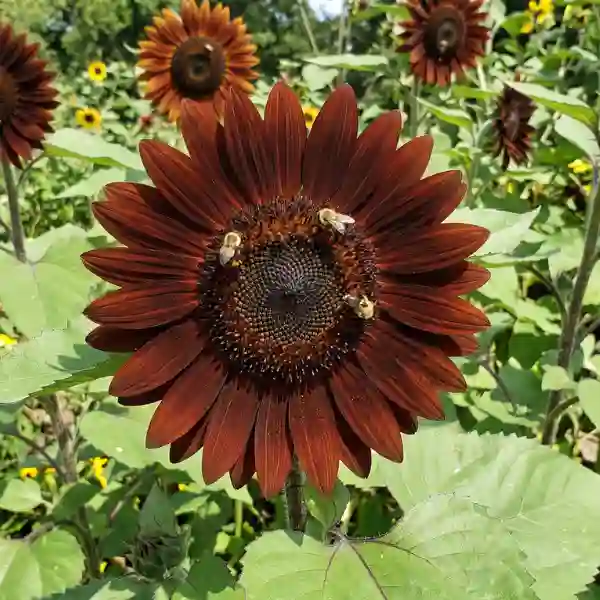 Chocolate sunflower (Helianthus 'Chocolate')