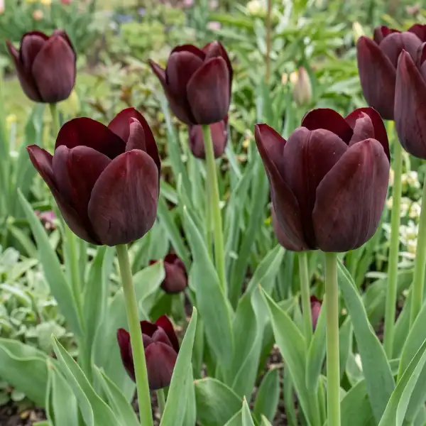 Chocolate tulip (Tulipa 'Chocolate Beauty')