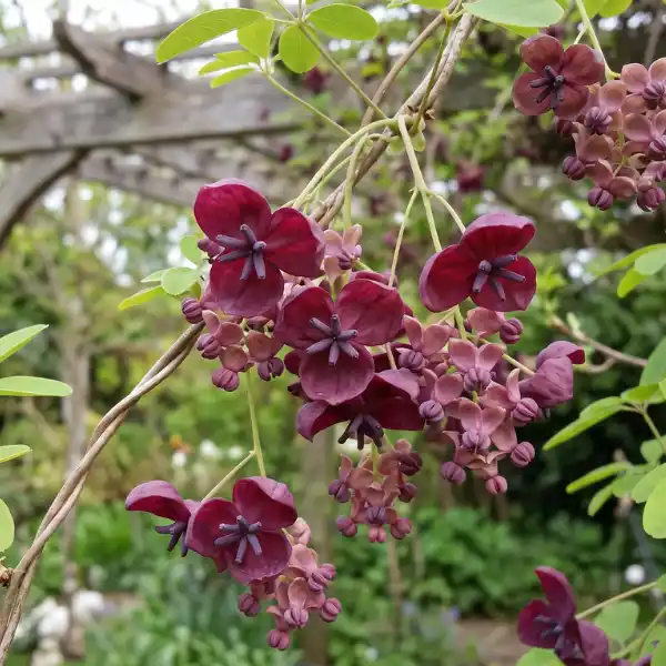 Chocolate vine (Akebia quinata)