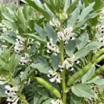 Fava Beans