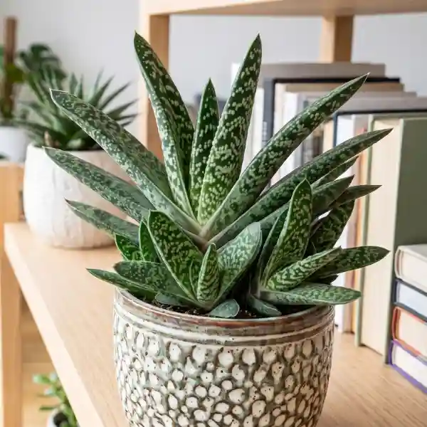 Gasteria