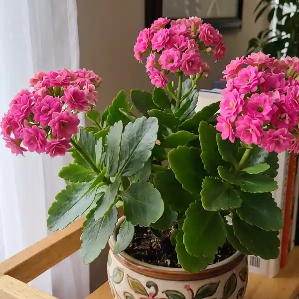 Kalanchoe