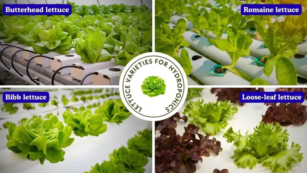 what is hydroponic lettuce