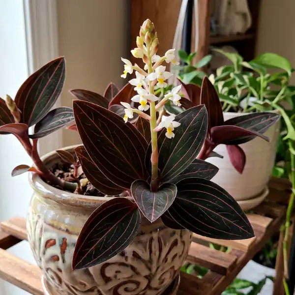 Ludisia (Jewel orchid)