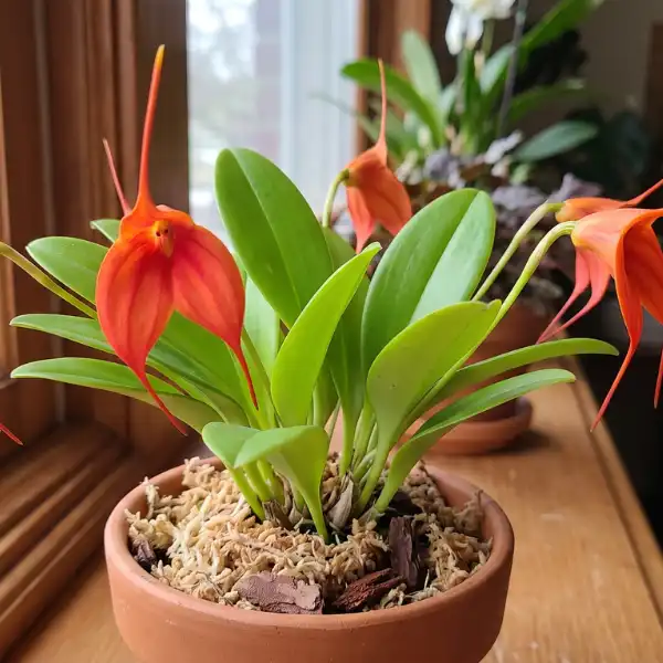 Masdevallia