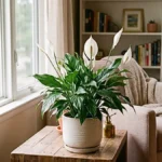 Peace Lily Varieties