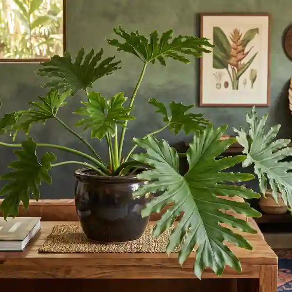 Philodendron selloum (Hope plant)