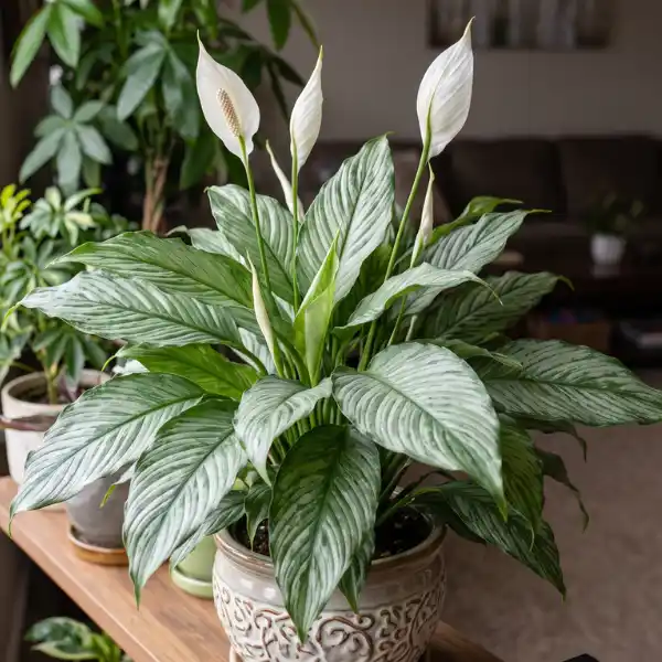 Platinum Mist