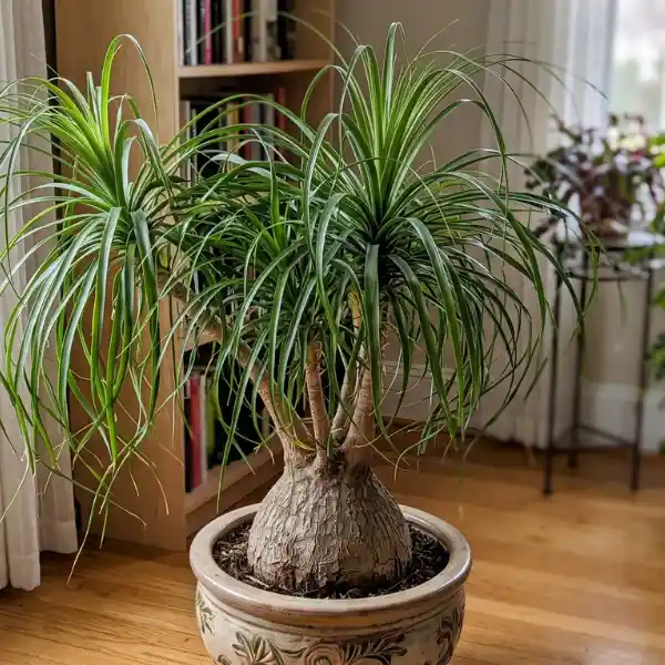 Ponytail palm (Beaucarnea recurvata)