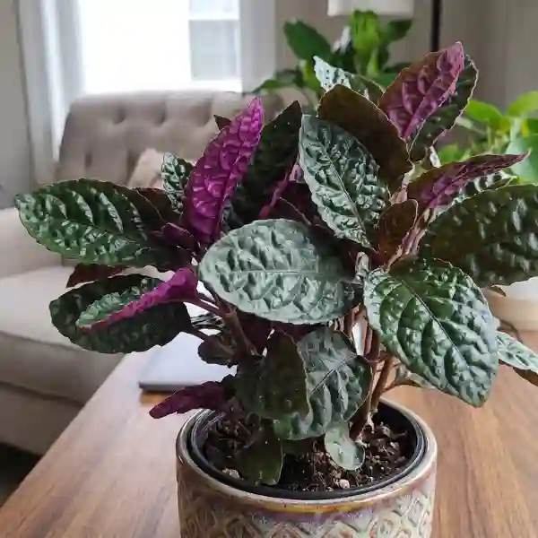 Purple waffle plant