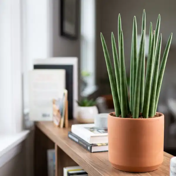 Sansevieria cylindrica