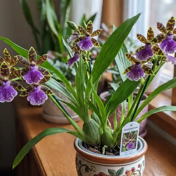 Zygopetalum
