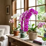 Different types of orchids