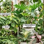 Different types of philodendrons