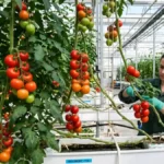 Hydroponic Tomatoes